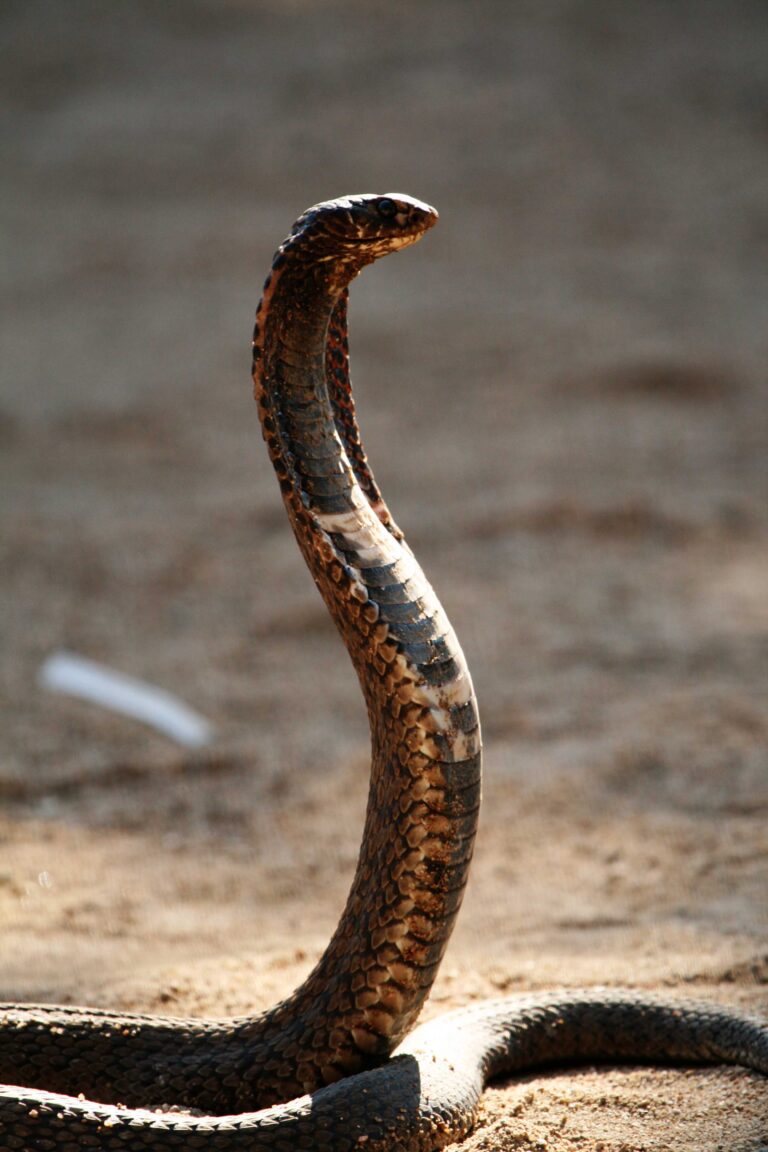 hemachatus 1 hemachatus 1