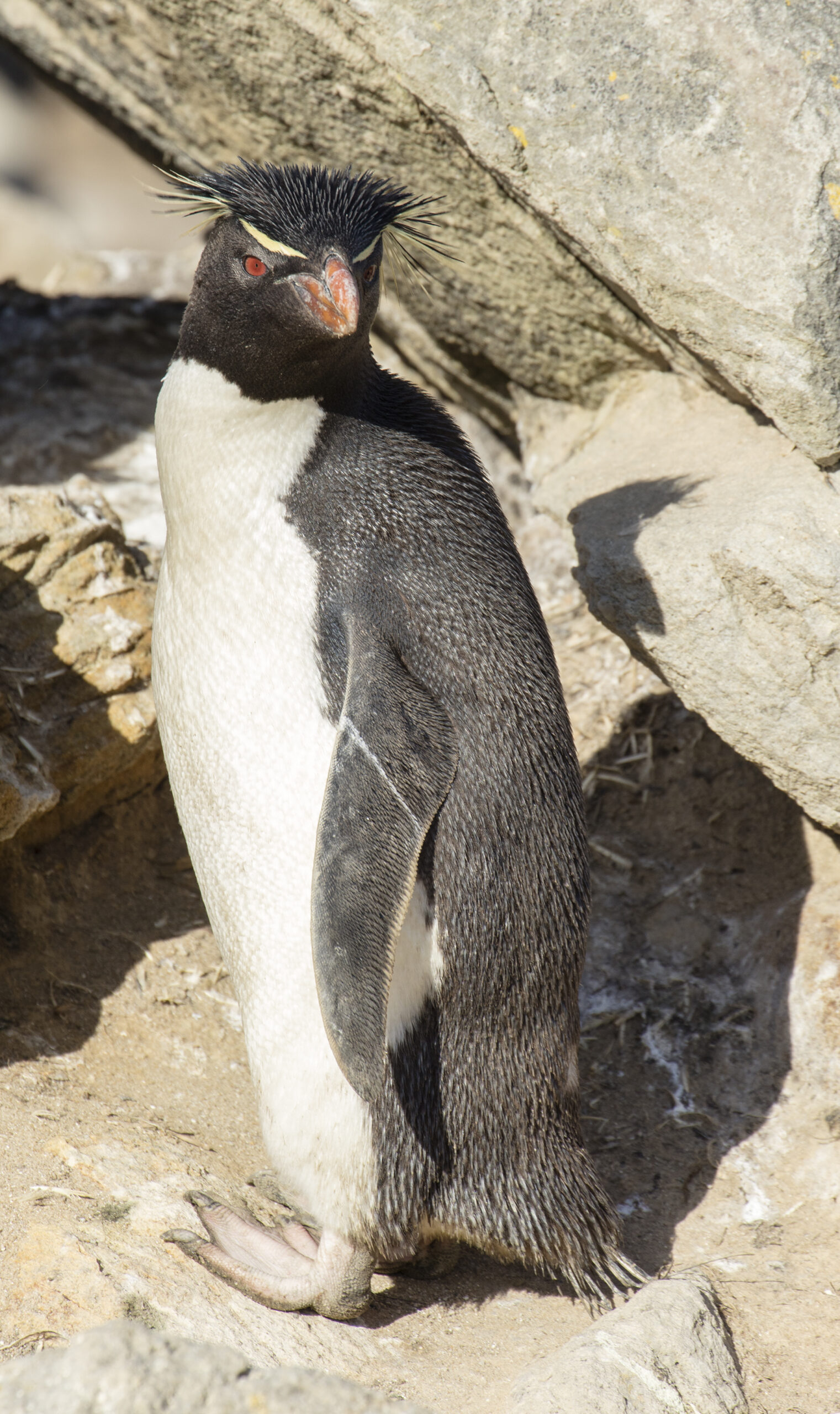 fal 2016 new island, falkland islands rockhopper penguin (eudyptes chrysocome) 05 fal 2016 new island, falkland islands rockhopper penguin (eudyptes chrysocome) 05