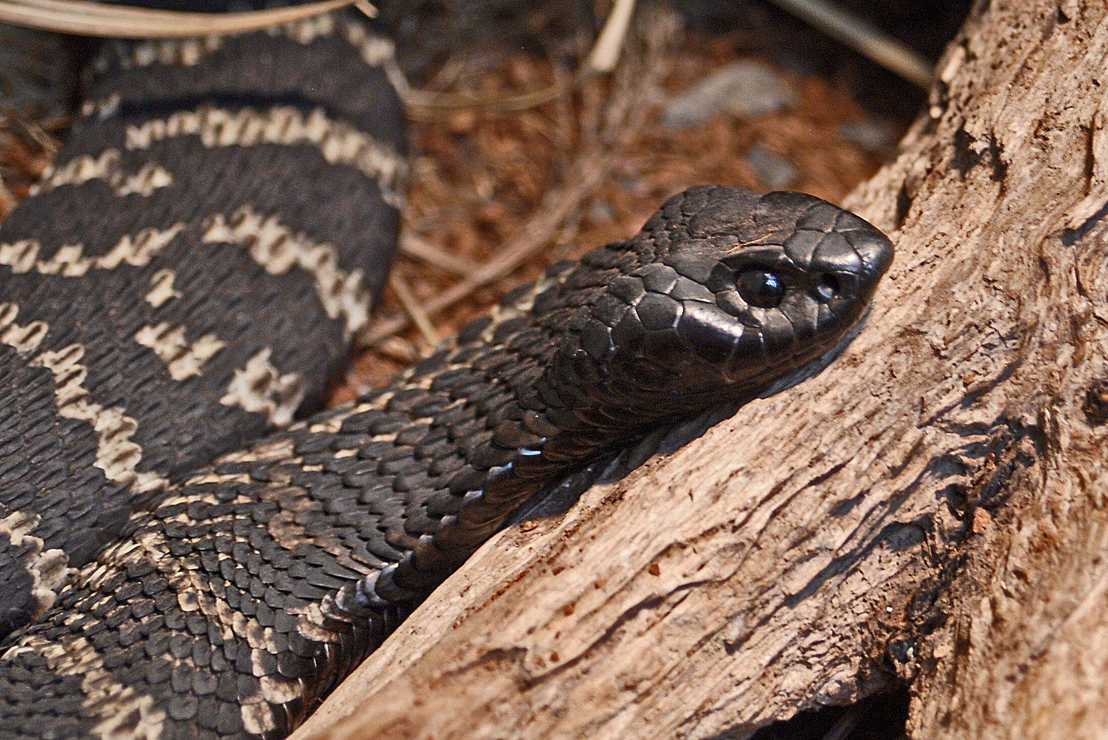 elapidae hemachatus haemachatus elapidae hemachatus haemachatus Rinkhals Snake