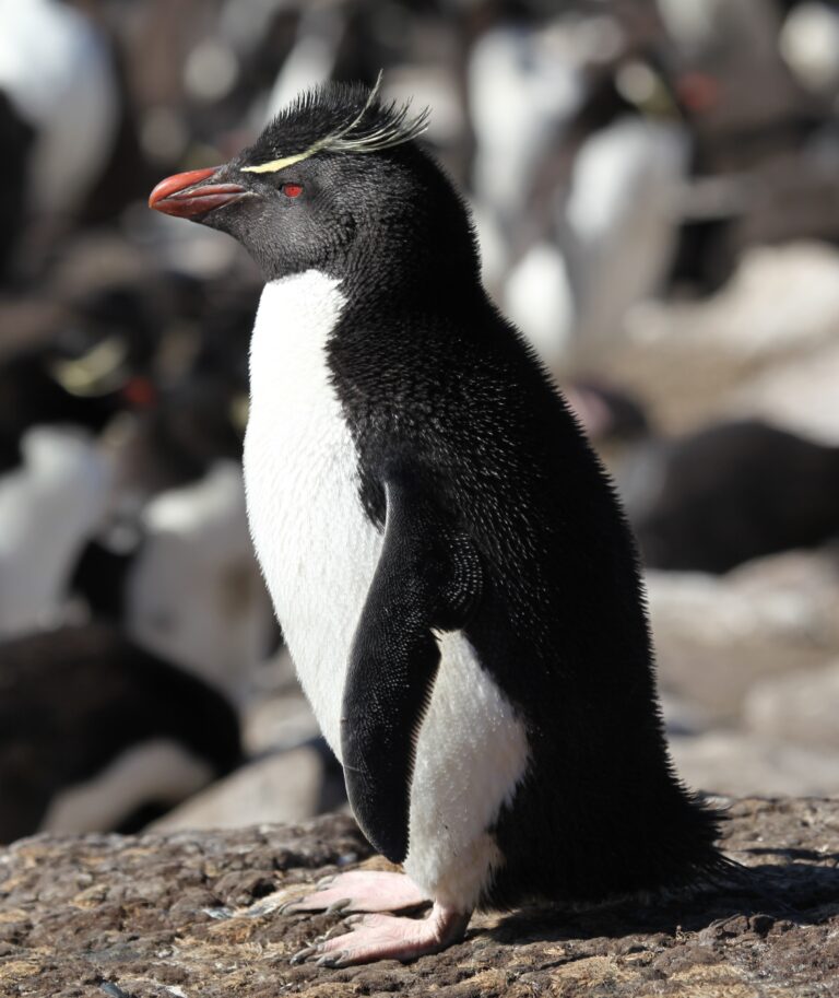 rockhopper penguin on saunders island (5586446214) rockhopper penguin on saunders island (5586446214)