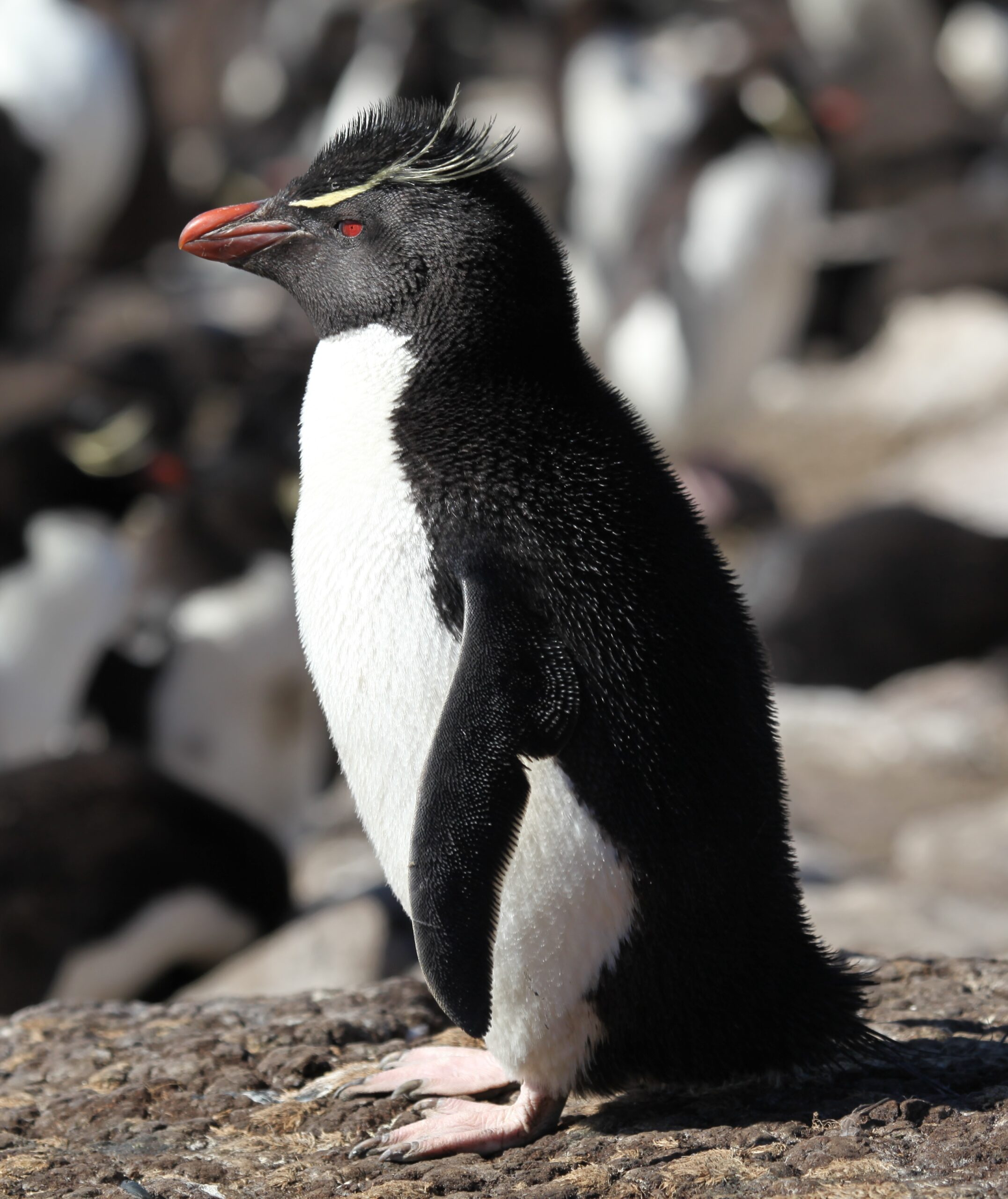 rockhopper penguin on saunders island (5586446214) rockhopper penguin on saunders island (5586446214)