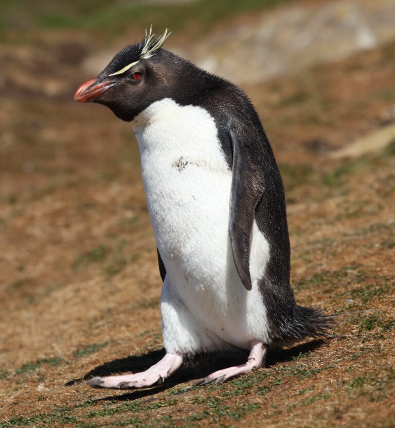 rockhopper penguin (5566888870) rockhopper penguin (5566888870)