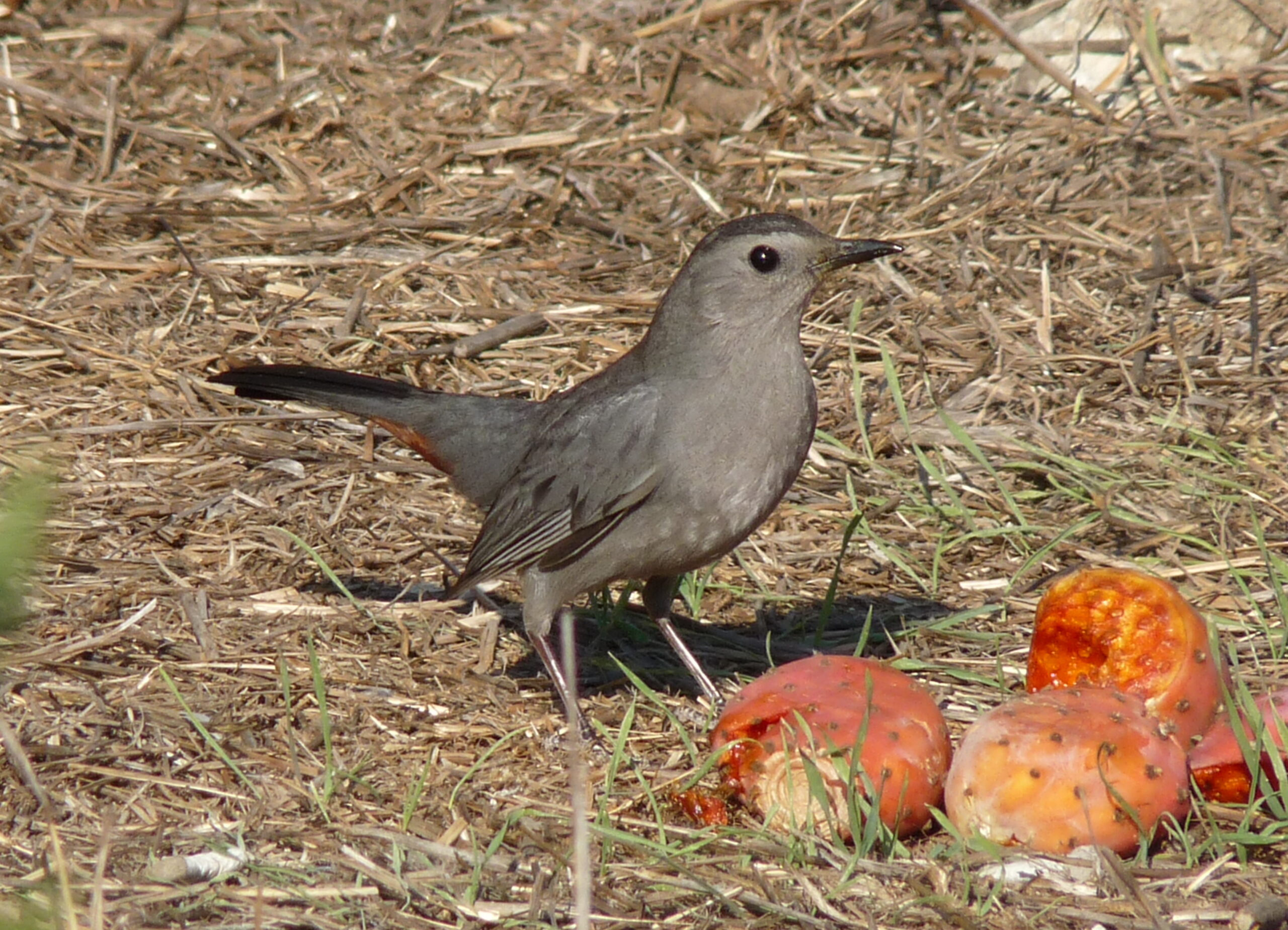 dumetella carolinensis 2 dumetella carolinensis 2
