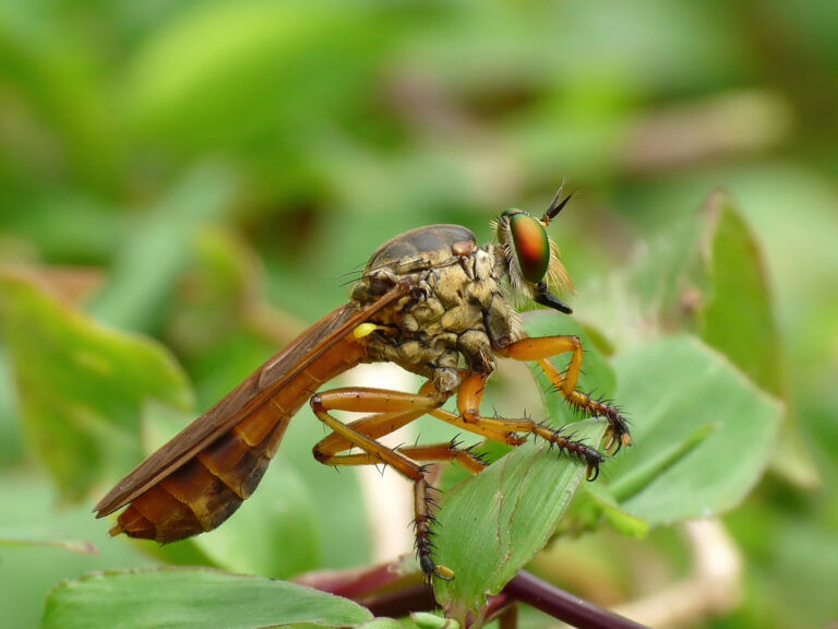 file:asilidae 2 by kadavoor.jpg file:asilidae 2 by kadavoor.jpg