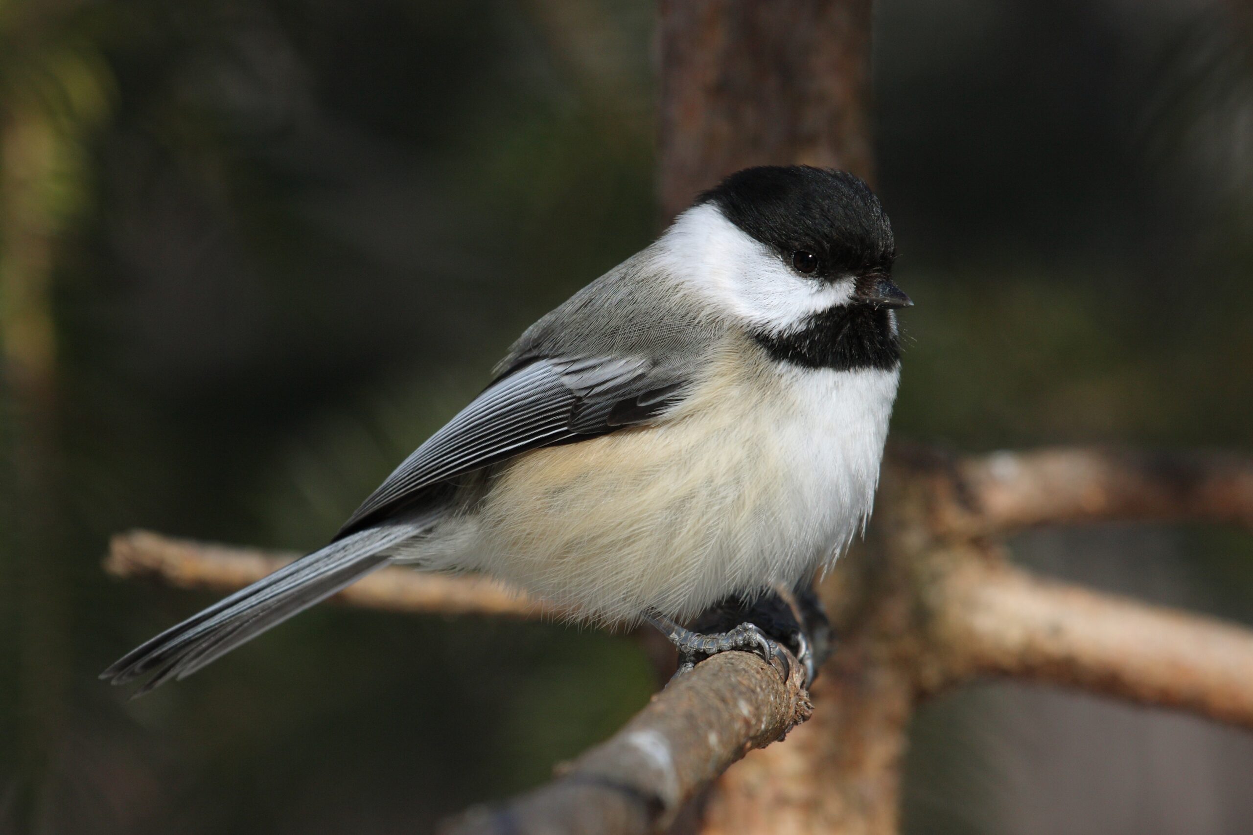 poecile atricapillus ct