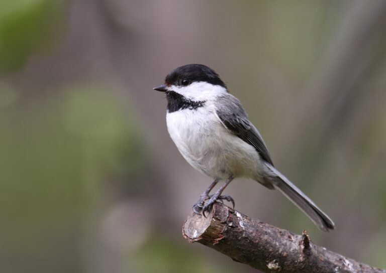 poecile atricapillus ct3 Black-Capped Chickadee