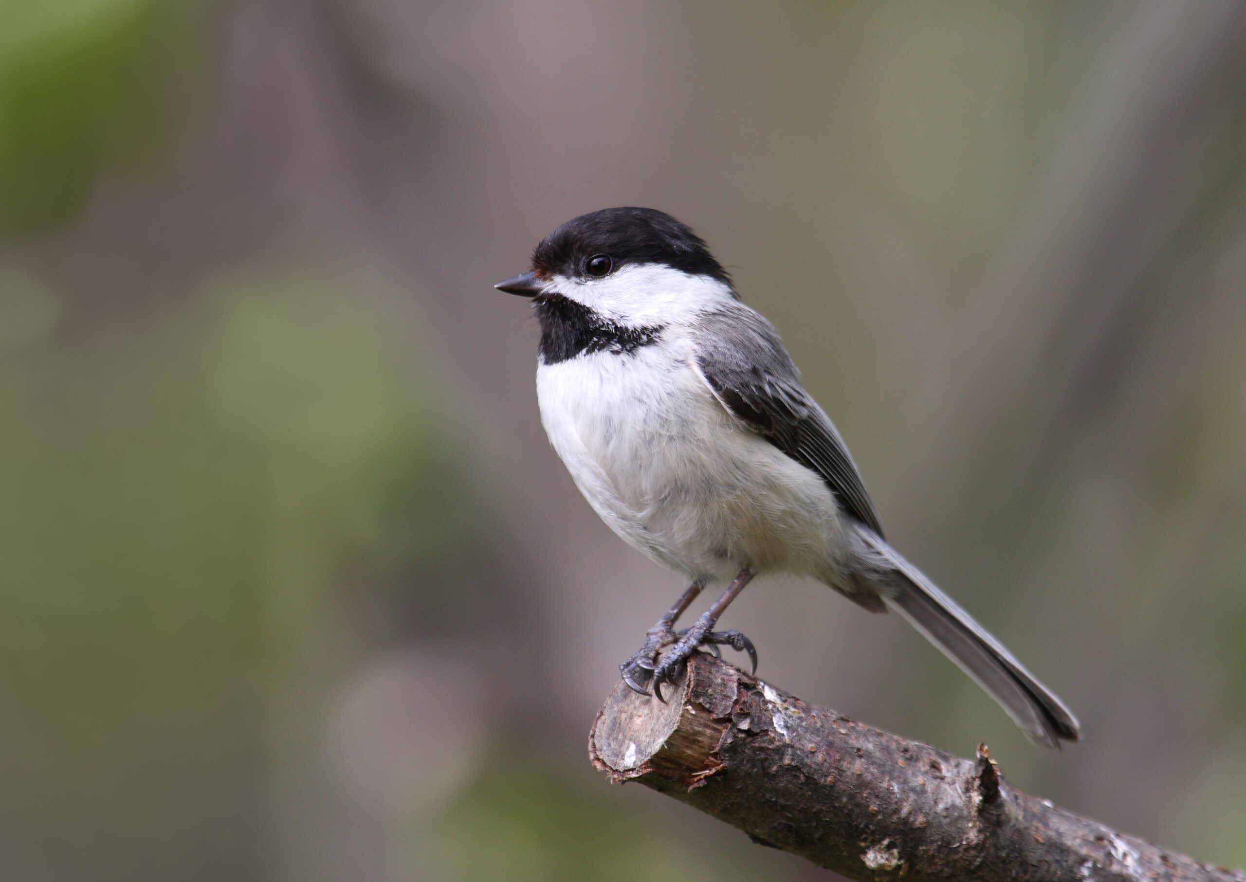 poecile atricapillus ct3  Black-Capped Chickadee
