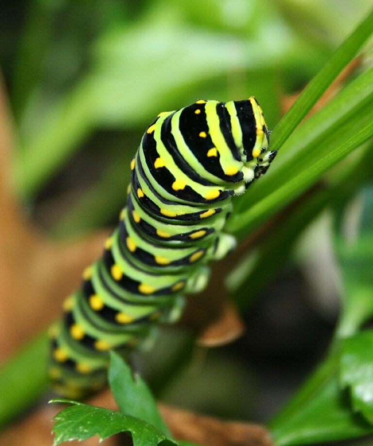 green papilio polyxenes caterpillar