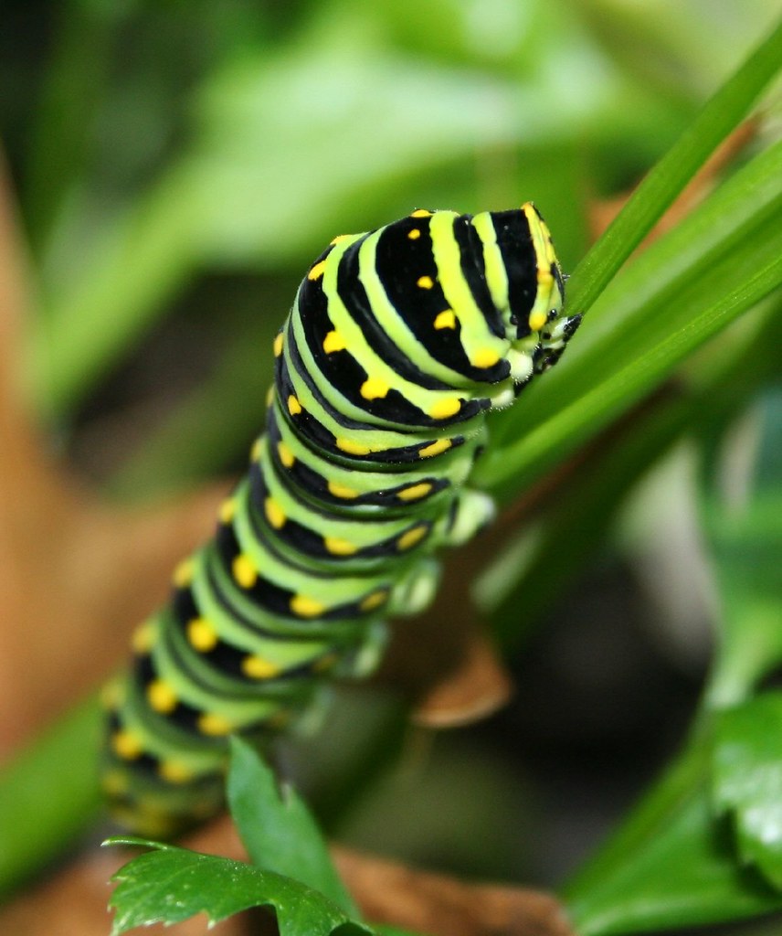 green papilio polyxenes caterpillar