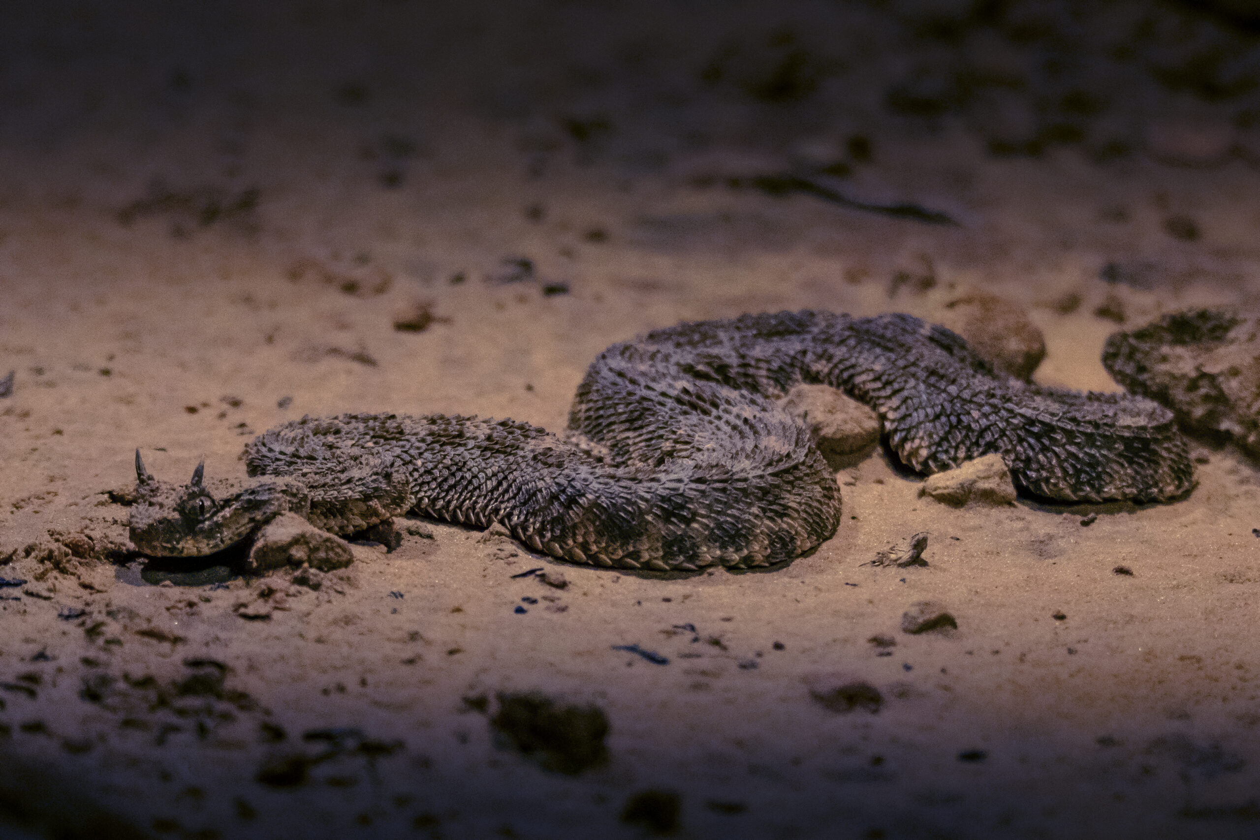 vipère à cornes (cerastes cerastes)
