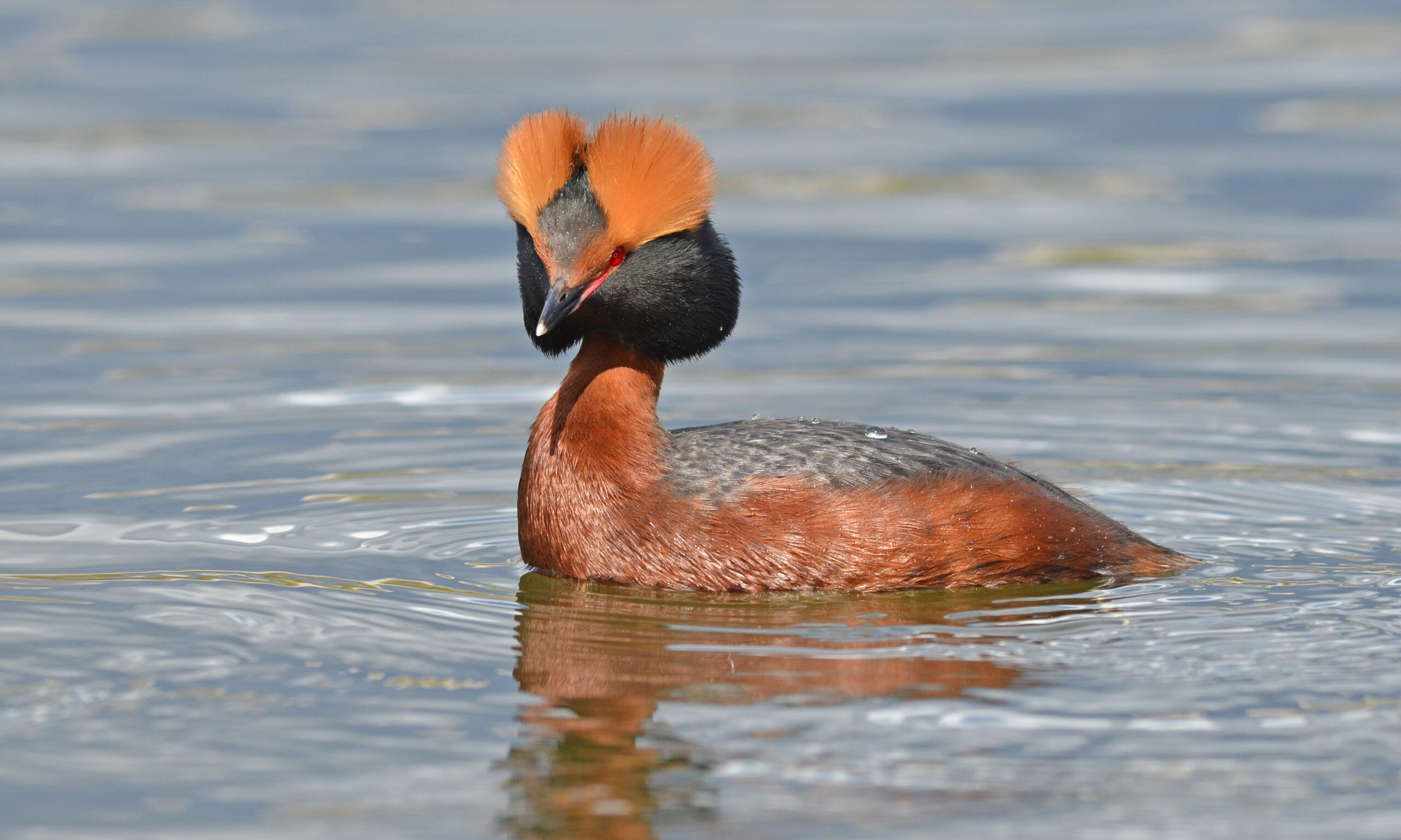 podiceps auritus (14116259063) podiceps auritus (14116259063)