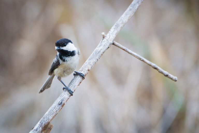 black capped chickadee (poecile atricapillus) (17816593945)