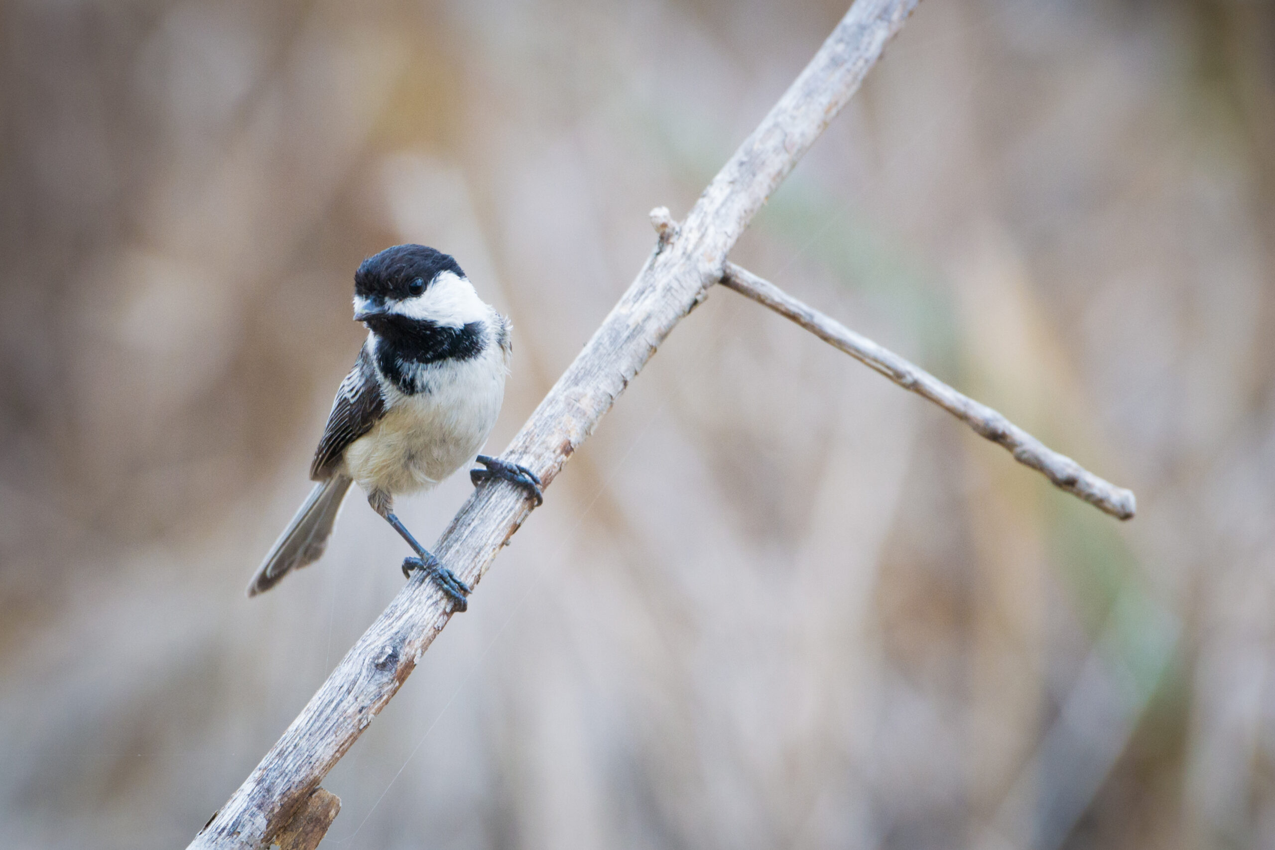 black capped chickadee (poecile atricapillus) (17816593945)