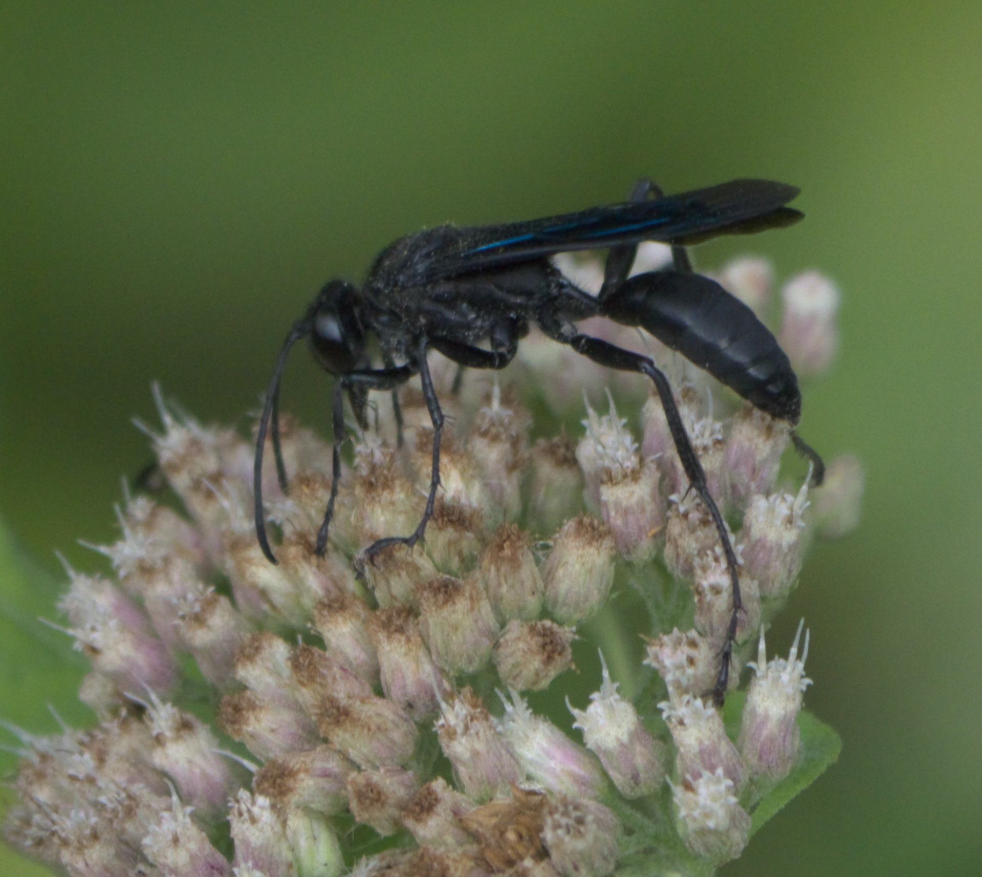 sphex pensylvanicus p1280240a sphex pensylvanicus p1280240a