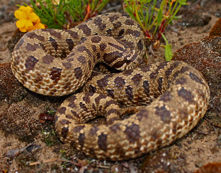 plains hognose snake (heterodon nasicus) (46054648852) plains hognose snake (heterodon nasicus) (46054648852) Plains Hognose Snake