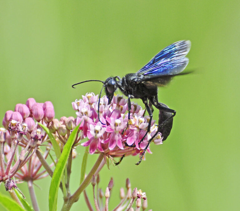 great black wasp (sphex pensylvanicus) great black wasp (sphex pensylvanicus)