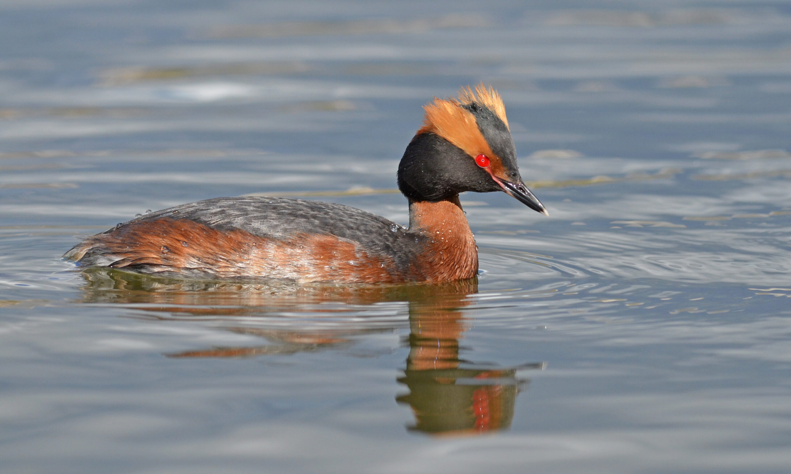 podiceps auritus (13909575938) podiceps auritus (13909575938)