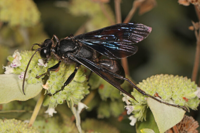 255 365 great black digger wasp sphex pensylvanicus, woodbridge, virginia, september 12, 2023 (53183961641) 255 365 great black digger wasp sphex pensylvanicus, woodbridge, virginia, september 12, 2023 (53183961641)