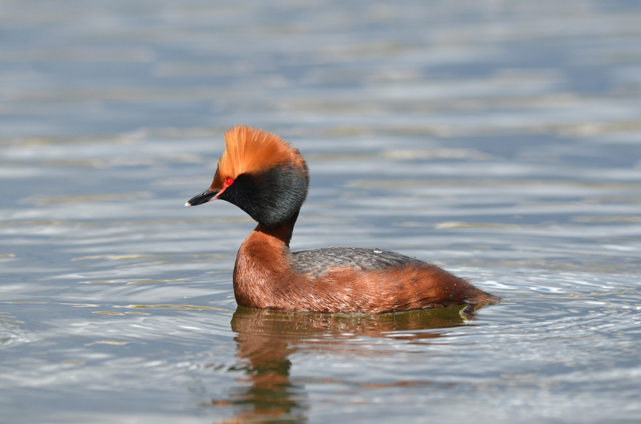 podiceps auritus (13909575538) podiceps auritus (13909575538)