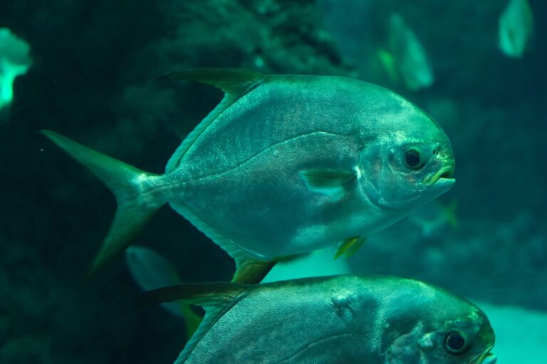 snubnose pompano by fahad Pompano Fish