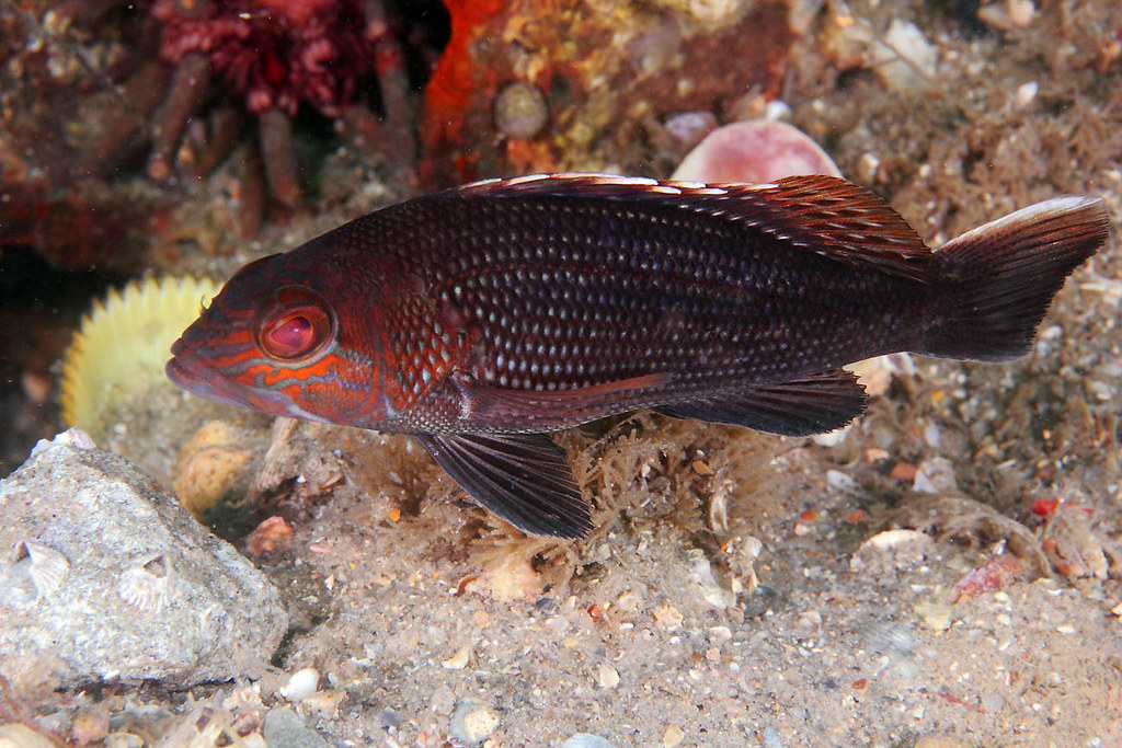 img 1488w2re black sea bass (centropristis striata) img 1488w2re black sea bass (centropristis striata)