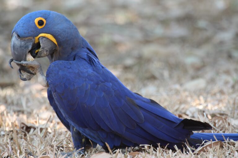 anodorhynchus hyacinthinus mato grosso do sul, brazil eating 8 anodorhynchus hyacinthinus mato grosso do sul, brazil eating 8 Hyacinth Macaw