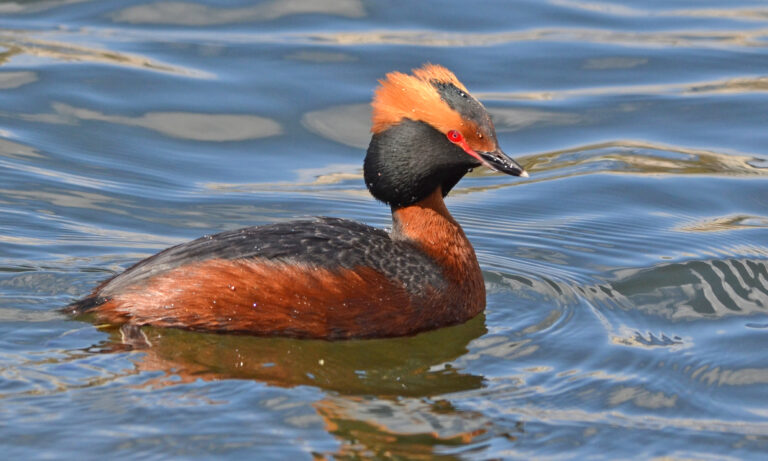podiceps auritus (13909539717) podiceps auritus (13909539717)