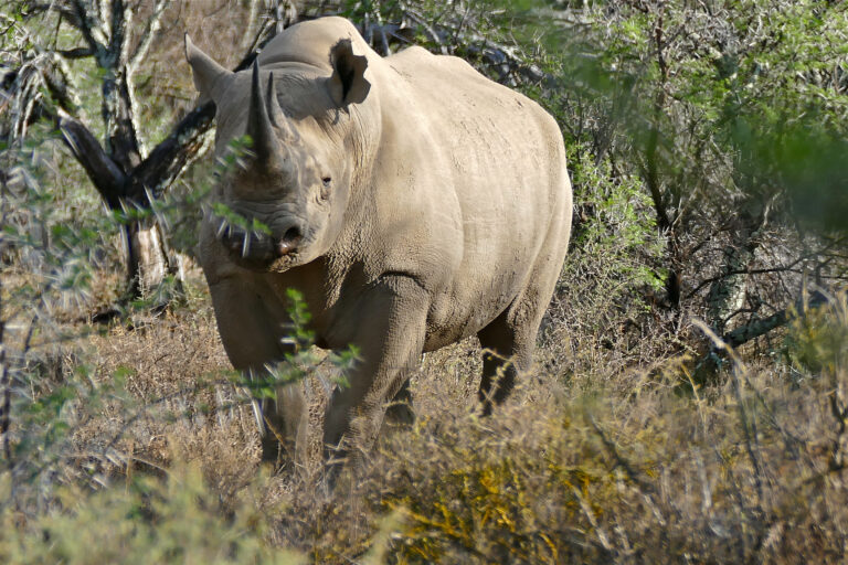 black rhinoceros (diceros bicornis) (32197691303) black rhinoceros (diceros bicornis) (32197691303)