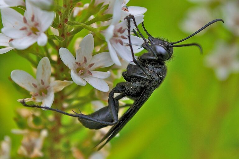the great black wasp (sphex pensylvanicus) the great black wasp (sphex pensylvanicus)