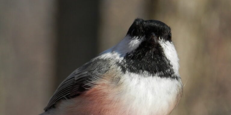 black capped chickadee (poecile atricapillus) 02