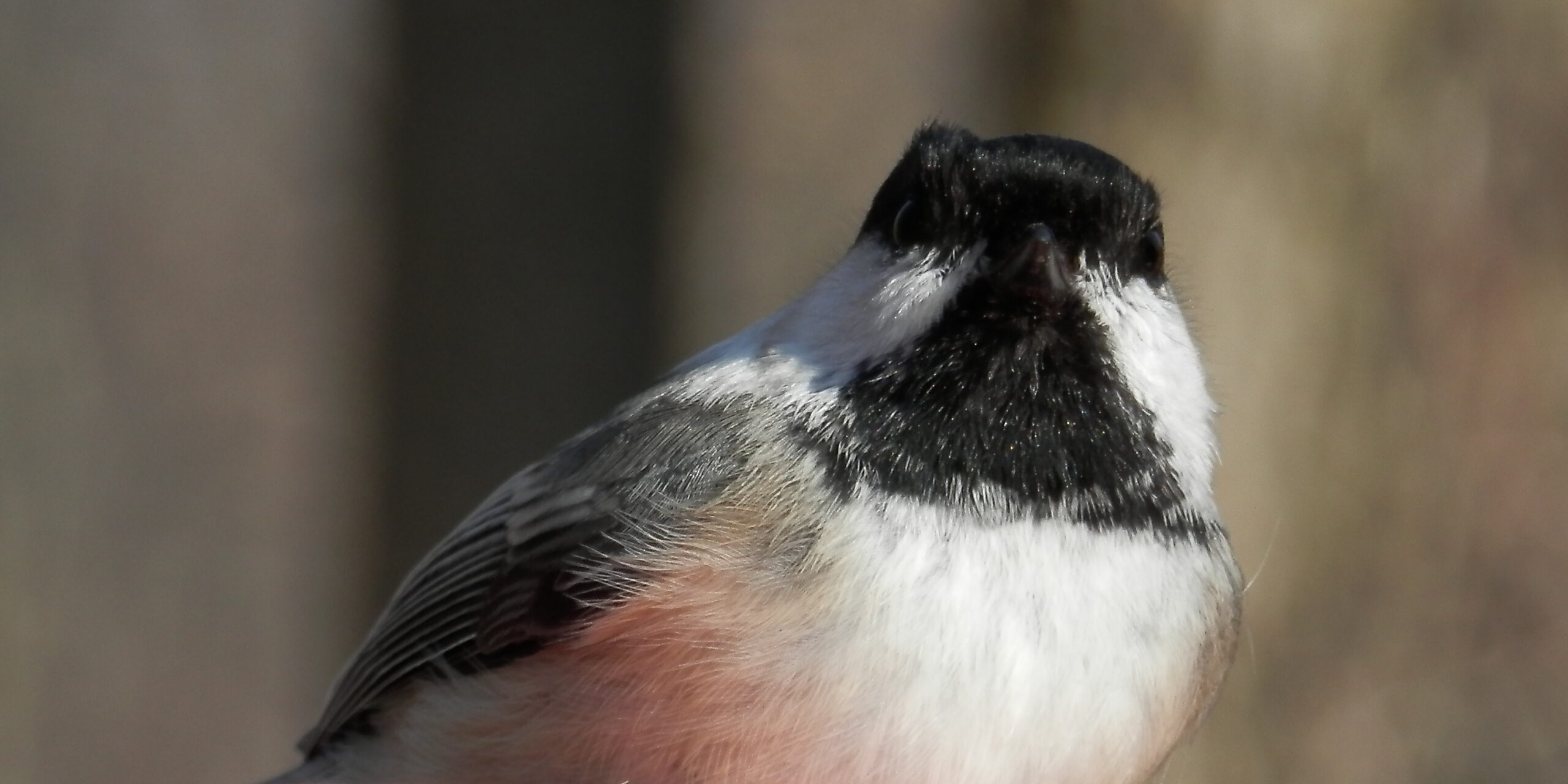 black capped chickadee (poecile atricapillus) 02
