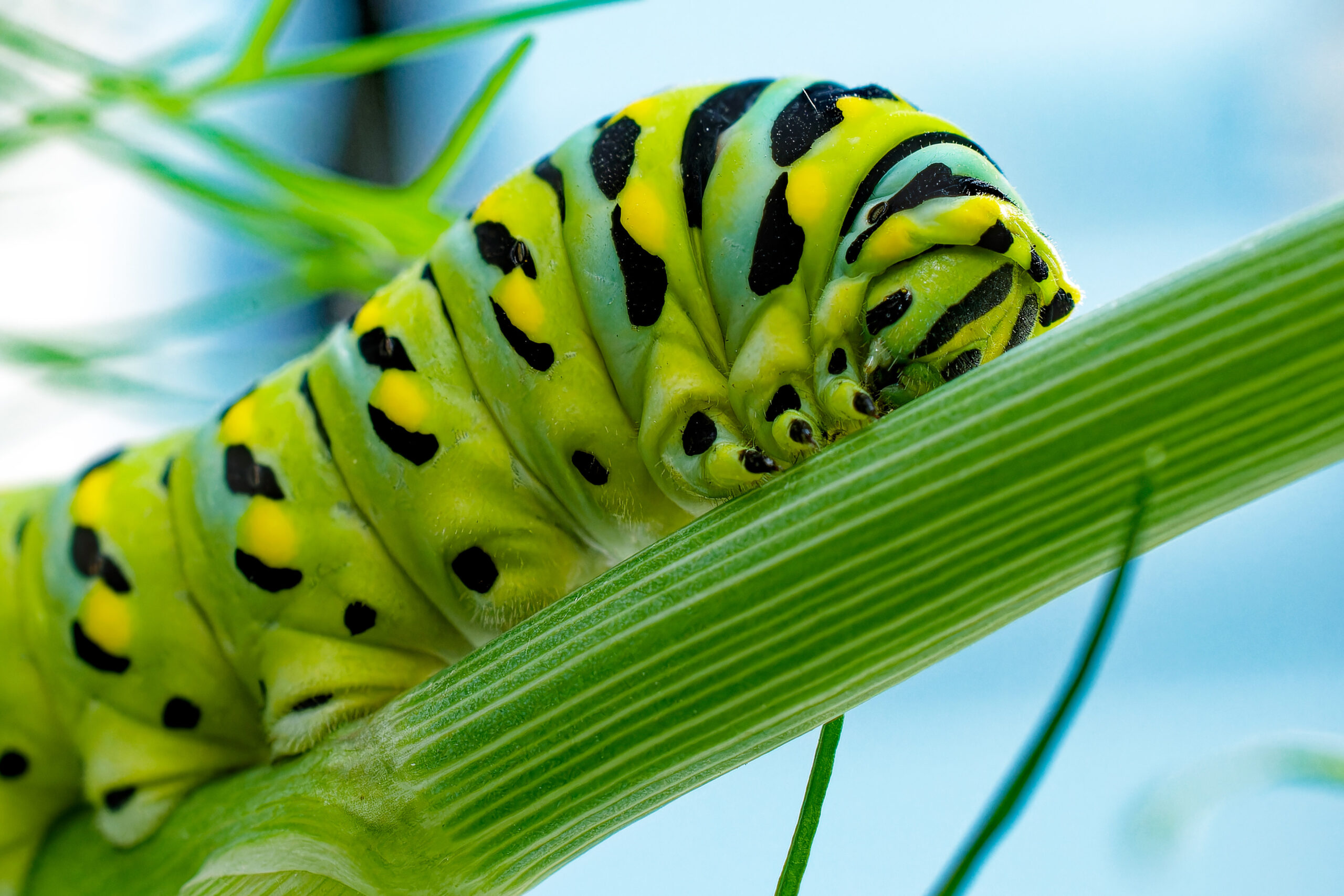 papilio polyxenes (black swallowtail) caterpillar on anthem graveolens (dill)  Black Swallowtail Caterpillar