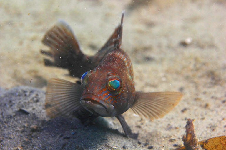 img 9278wa black sea bass (centropristis striata) img 9278wa black sea bass (centropristis striata)