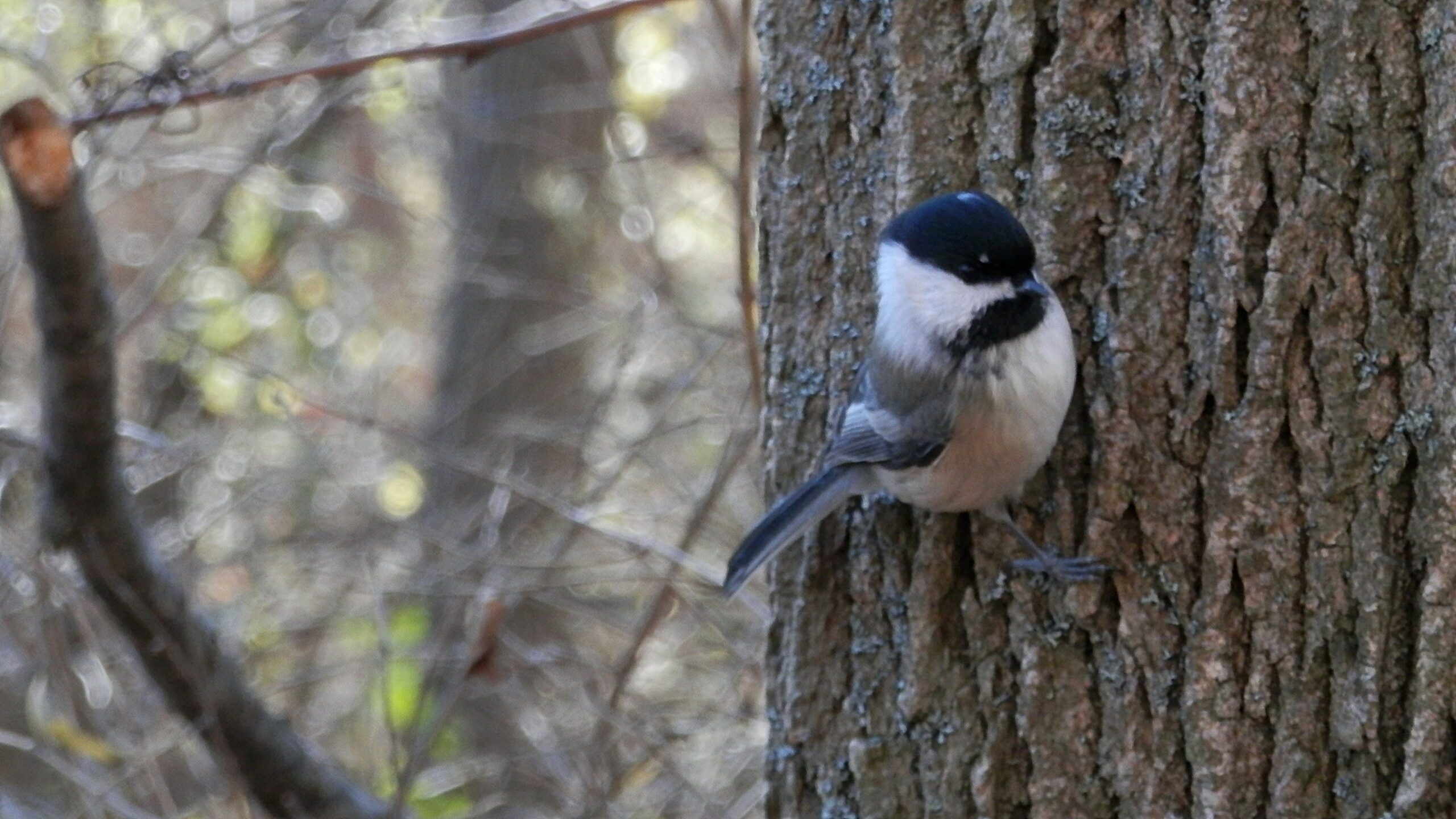 file:black capped chickadee (poecile atricapillus) mississauga 02.jpg