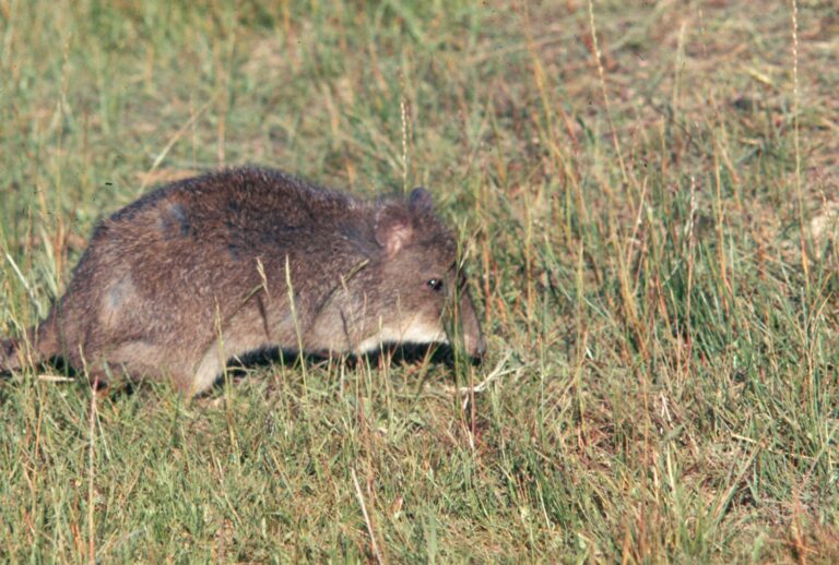 potoroo walking in grass potoroo walking in grass
