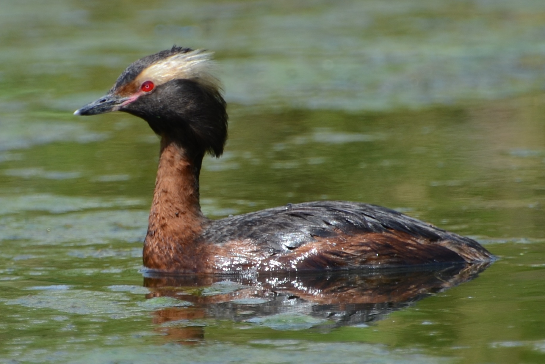horned grebe (2) (podiceps auritus) horned grebe (2) (podiceps auritus)