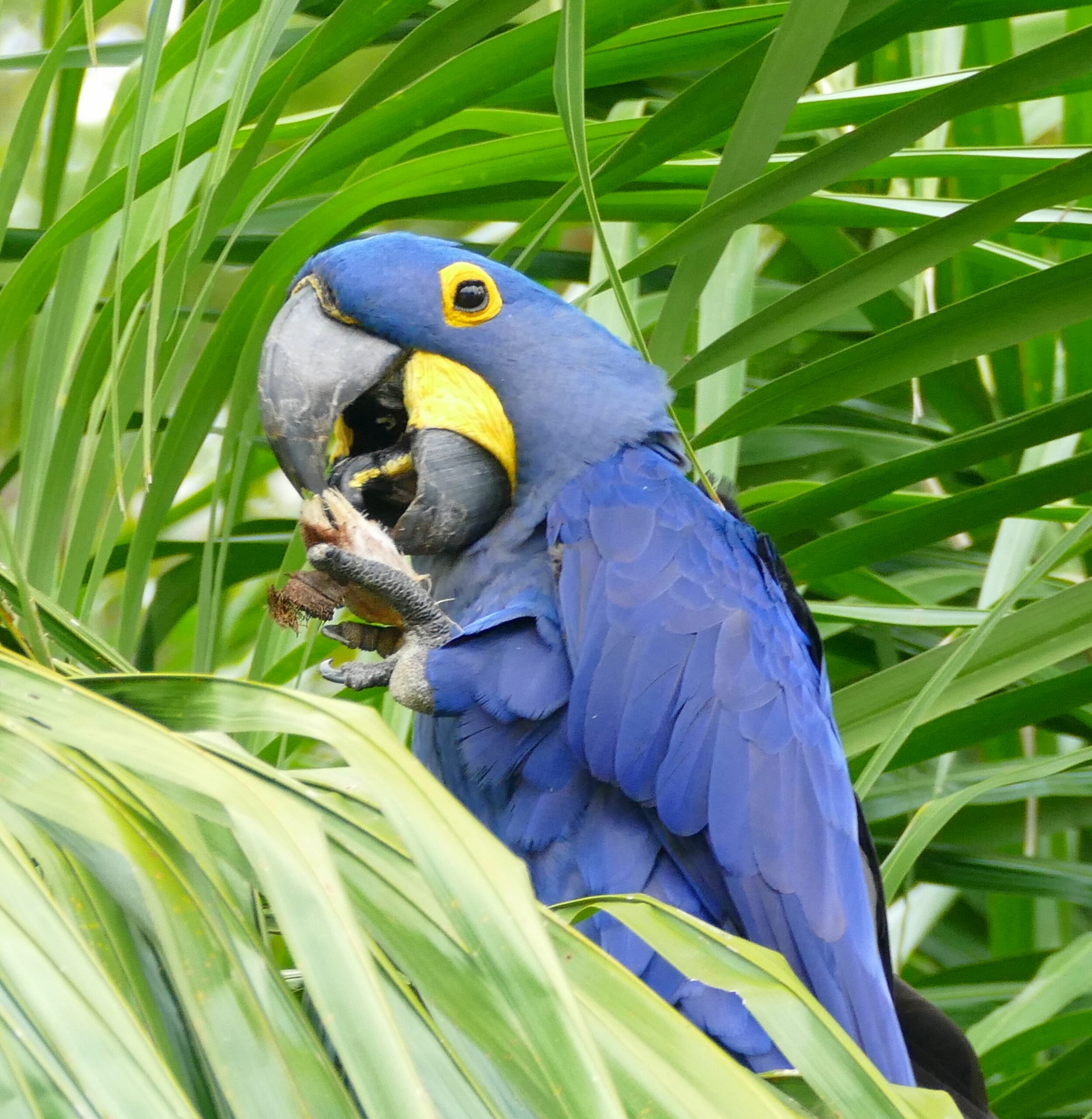 hyacinth macaw (anodorhynchus hyacinthinus) feeding on palm nuts … flickr berniedup hyacinth macaw (anodorhynchus hyacinthinus) feeding on palm nuts … flickr berniedup