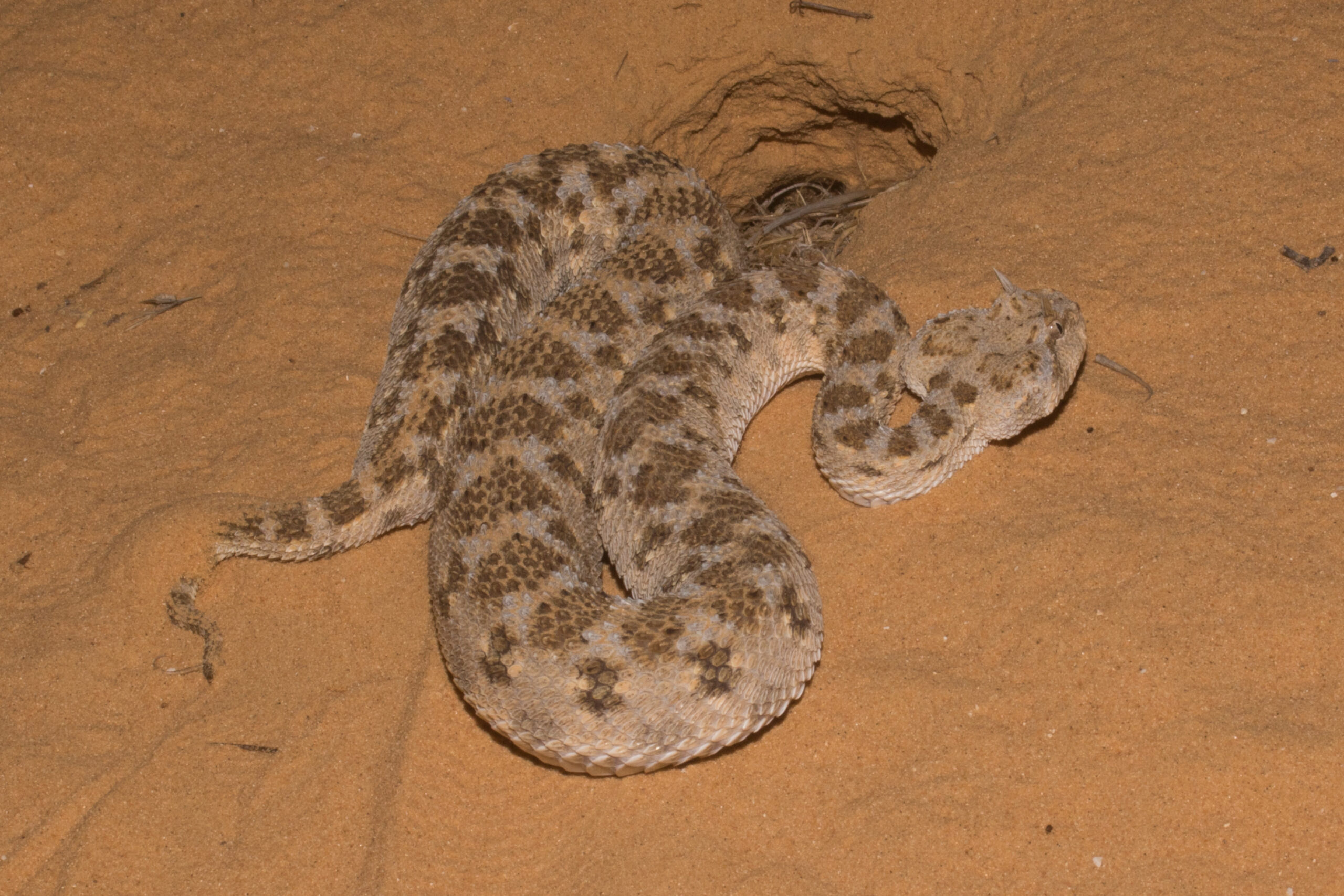 horned desert viper (cerastes cerastes), israel 02