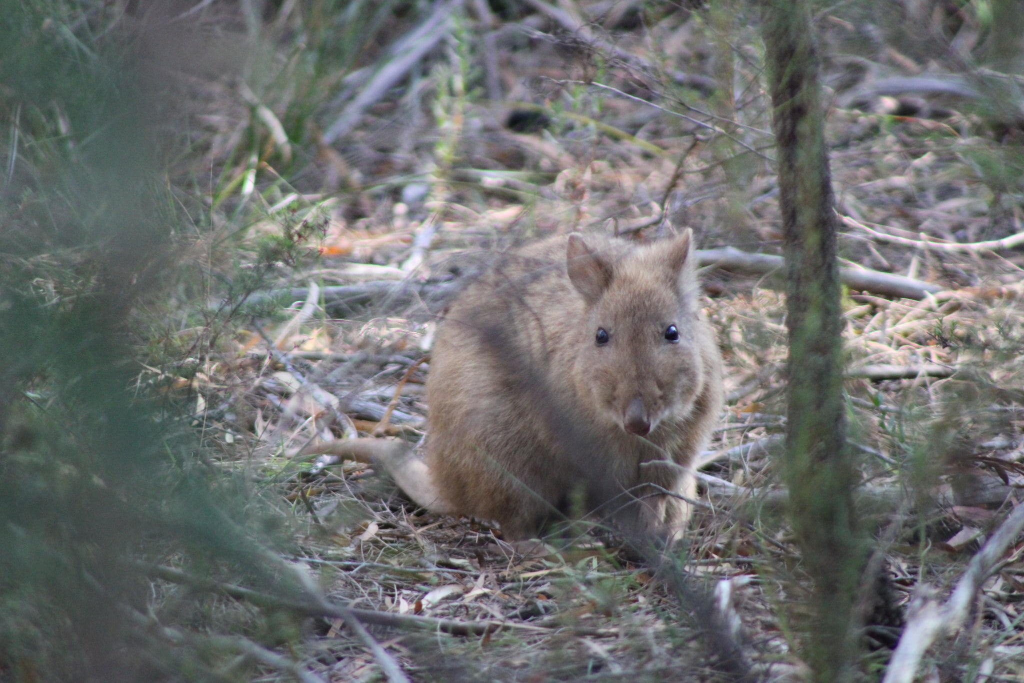 long nosed potoroo (potorous tridactylus) long nosed potoroo (potorous tridactylus) Potoroo