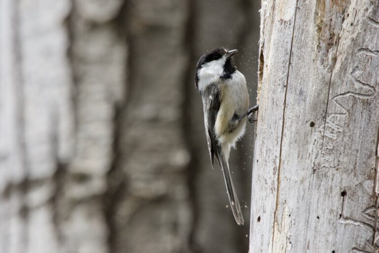 black capped chickadee (poecile atricapillus) excavating a nest cavity in waterville, maine