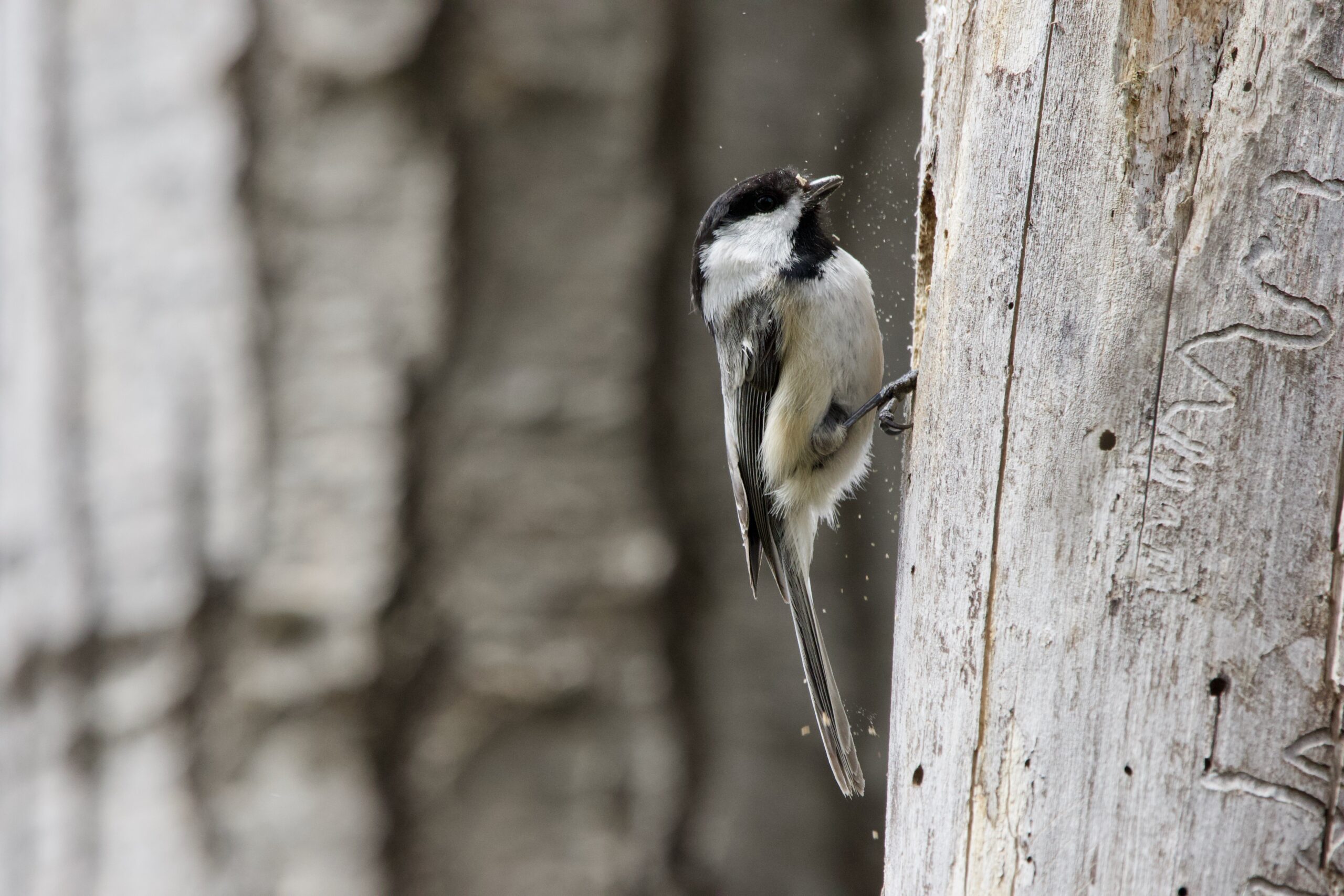 black capped chickadee (poecile atricapillus) excavating a nest cavity in waterville, maine