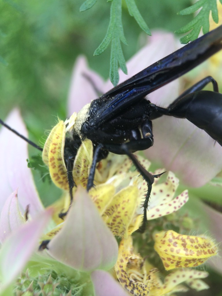 great black wasp (sphex pensylvanicus); mount rainier, pgc, maryland; sep 3, 2014 great black wasp (sphex pensylvanicus); mount rainier, pgc, maryland; sep 3, 2014