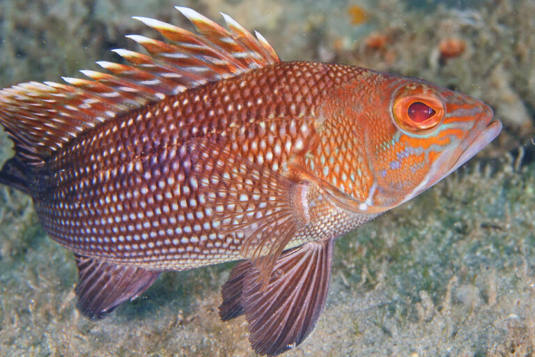 0026wa juvenile black sea bass (centropristis striata) 0026wa juvenile black sea bass (centropristis striata) Black Sea Bass