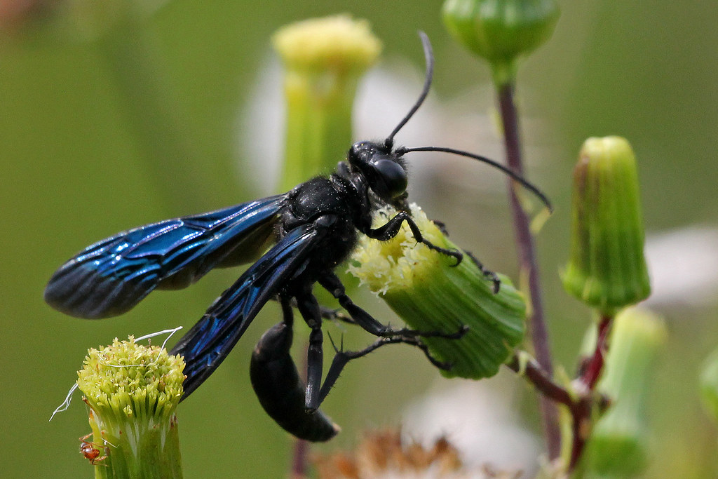 great black wasp (sphex pensylvanicus) on fireweed (erechtites hieracifolius) great black wasp (sphex pensylvanicus) on fireweed (erechtites hieracifolius)