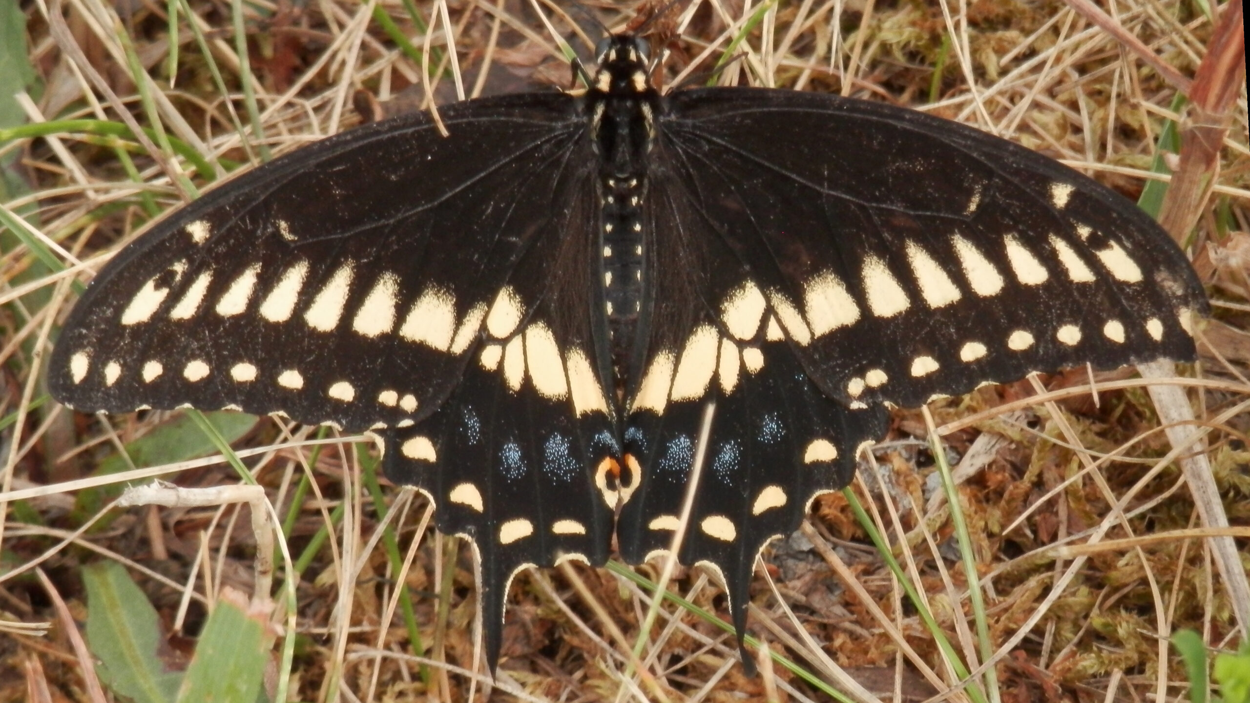 black swallowtail (papilio polyxenes) kitchener, ontario