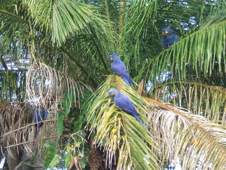 anodorhynchus hyacinthinus wild anodorhynchus hyacinthinus wild