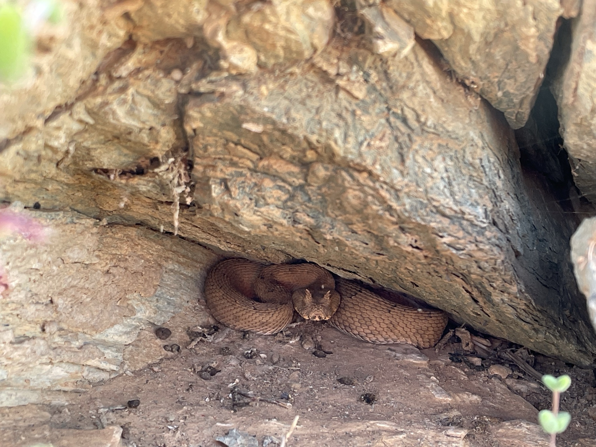 bitis cornuta 161019537
