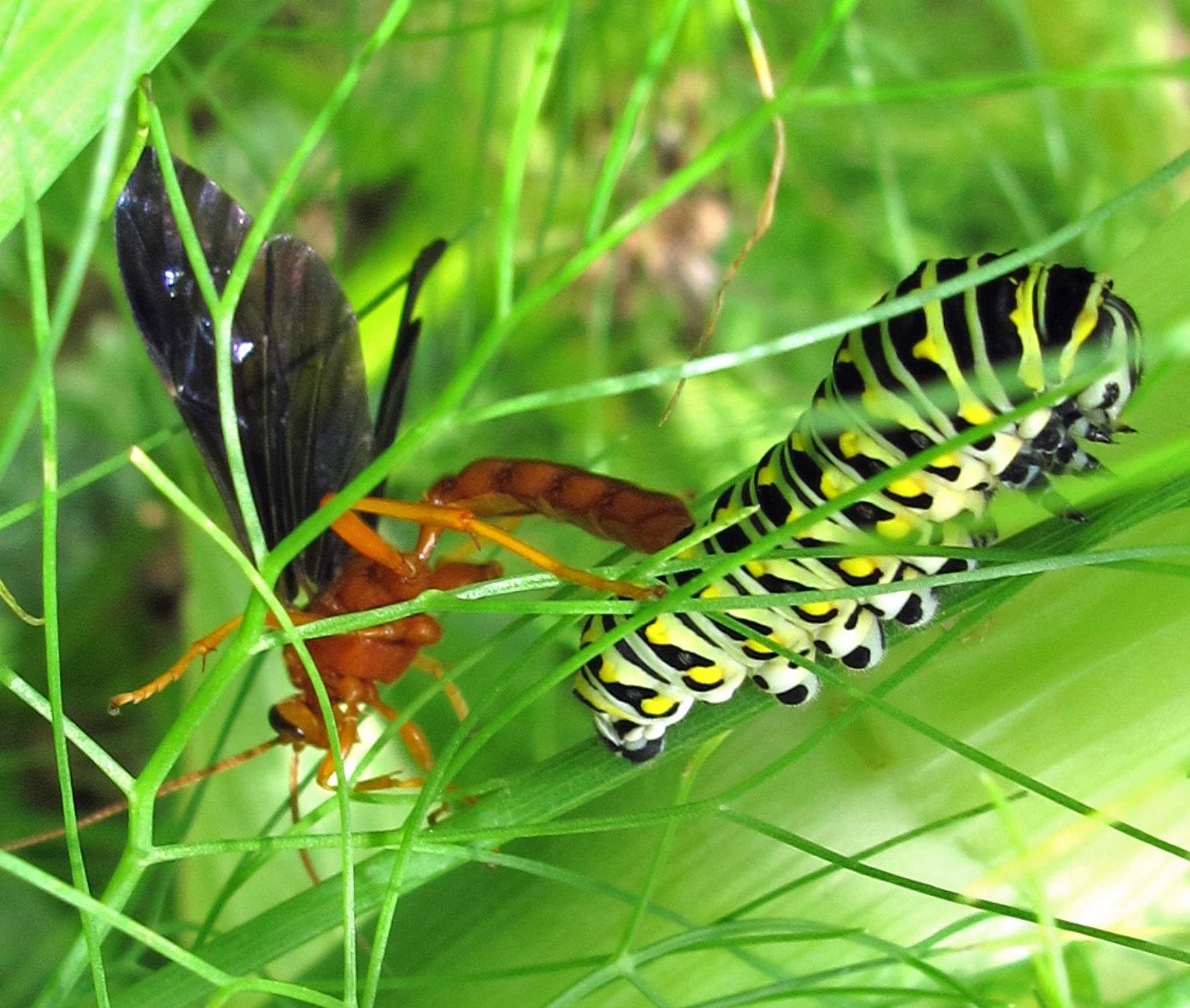 papilio polyxenes larva parasitized