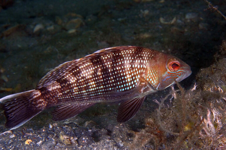img 2179hh3crre black sea bass (centropristis striata) img 2179hh3crre black sea bass (centropristis striata)