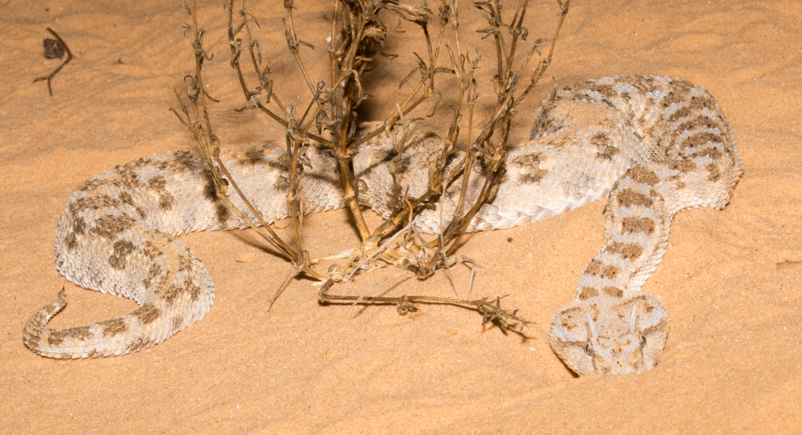 horned desert viper (cerastes cerastes), israel 05